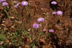 Vernonia cinerea